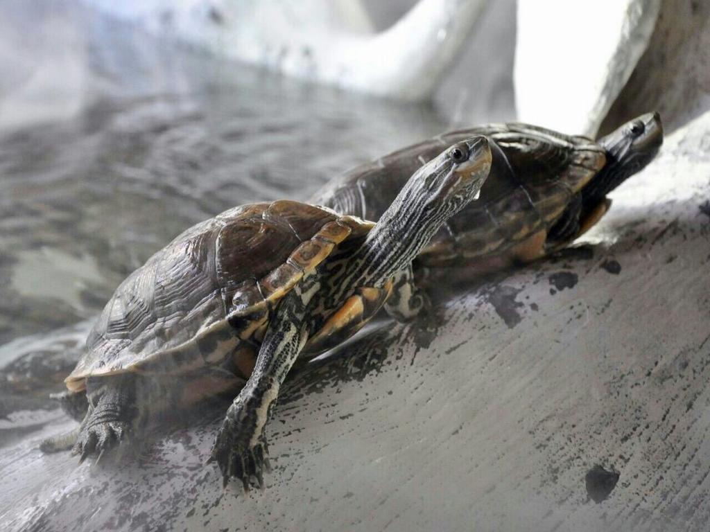 Aquarium Hotel Рияд Екстериор снимка