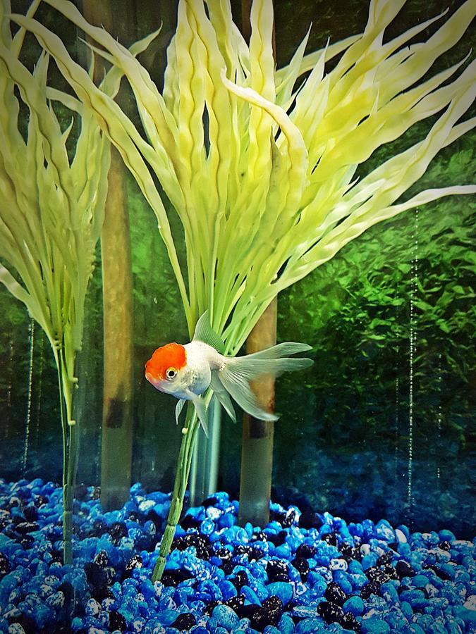 Aquarium Hotel Рияд Екстериор снимка
